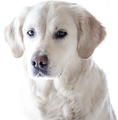 Cane