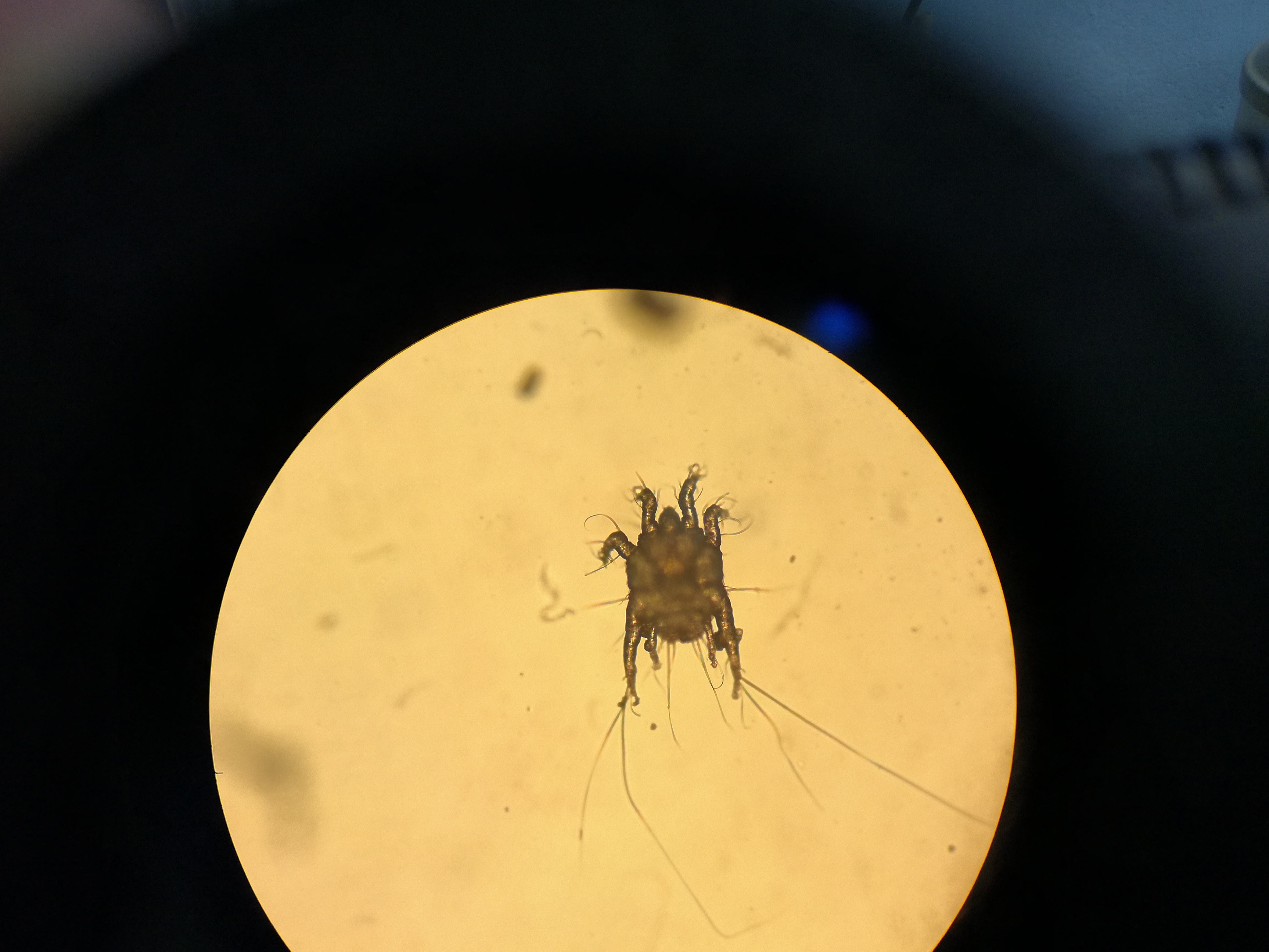 Ambulatorio San Rocco