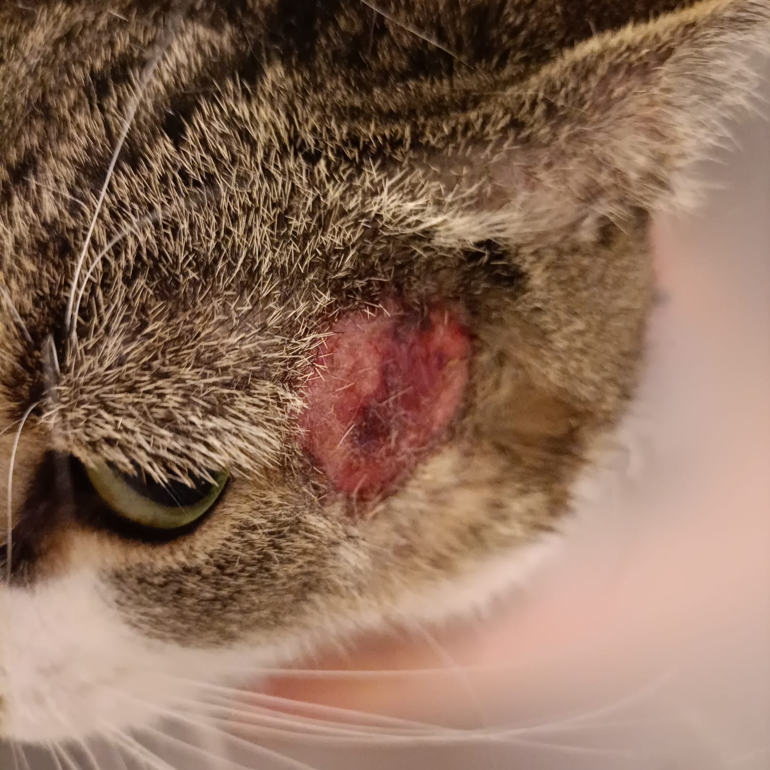 Ambulatorio San Rocco