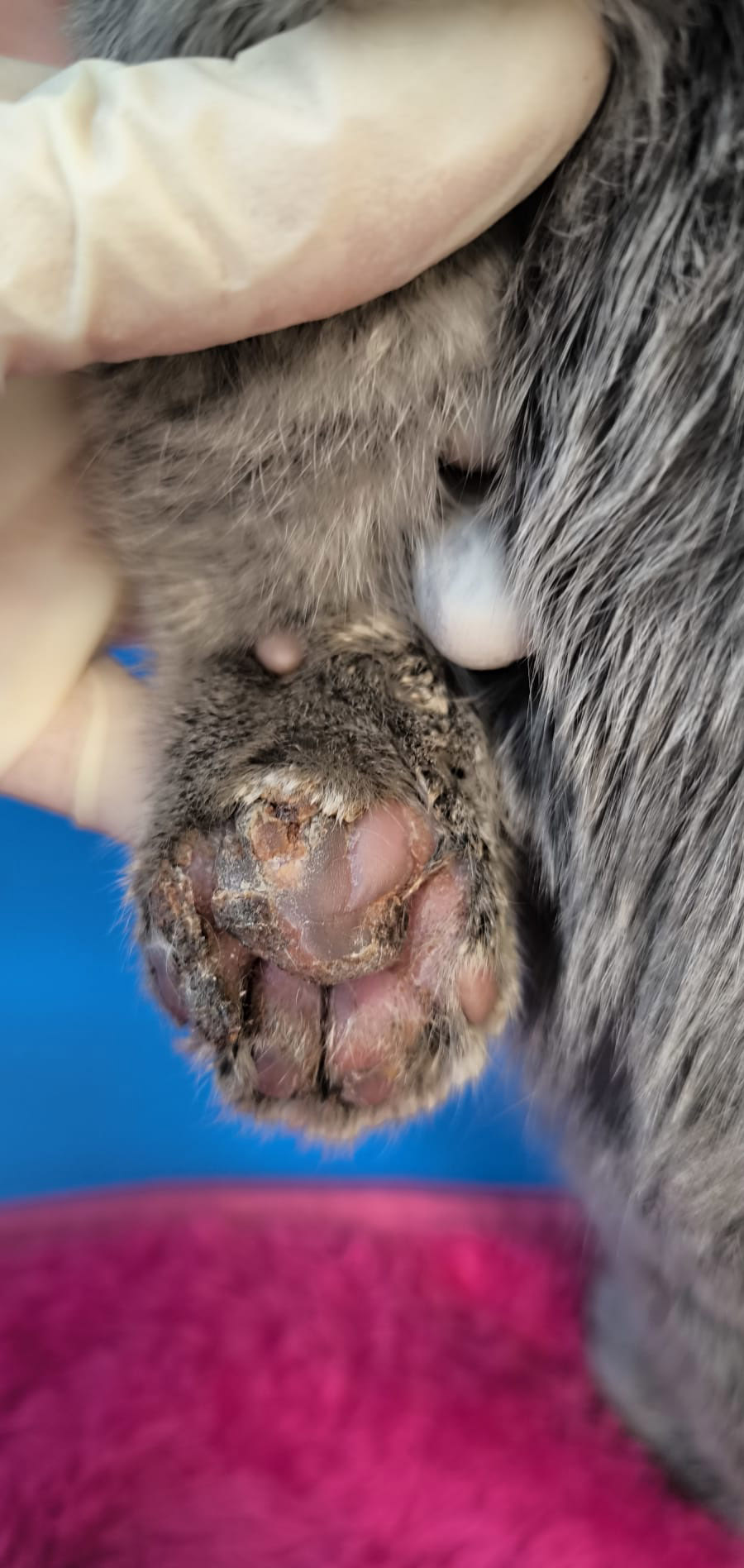 Ambulatorio San Rocco