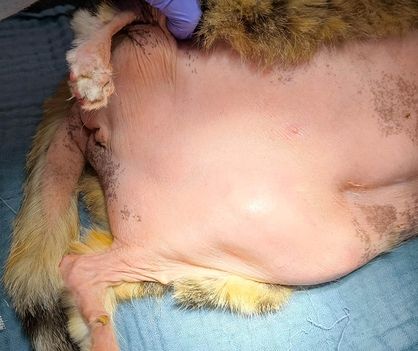 Ambulatorio San Rocco