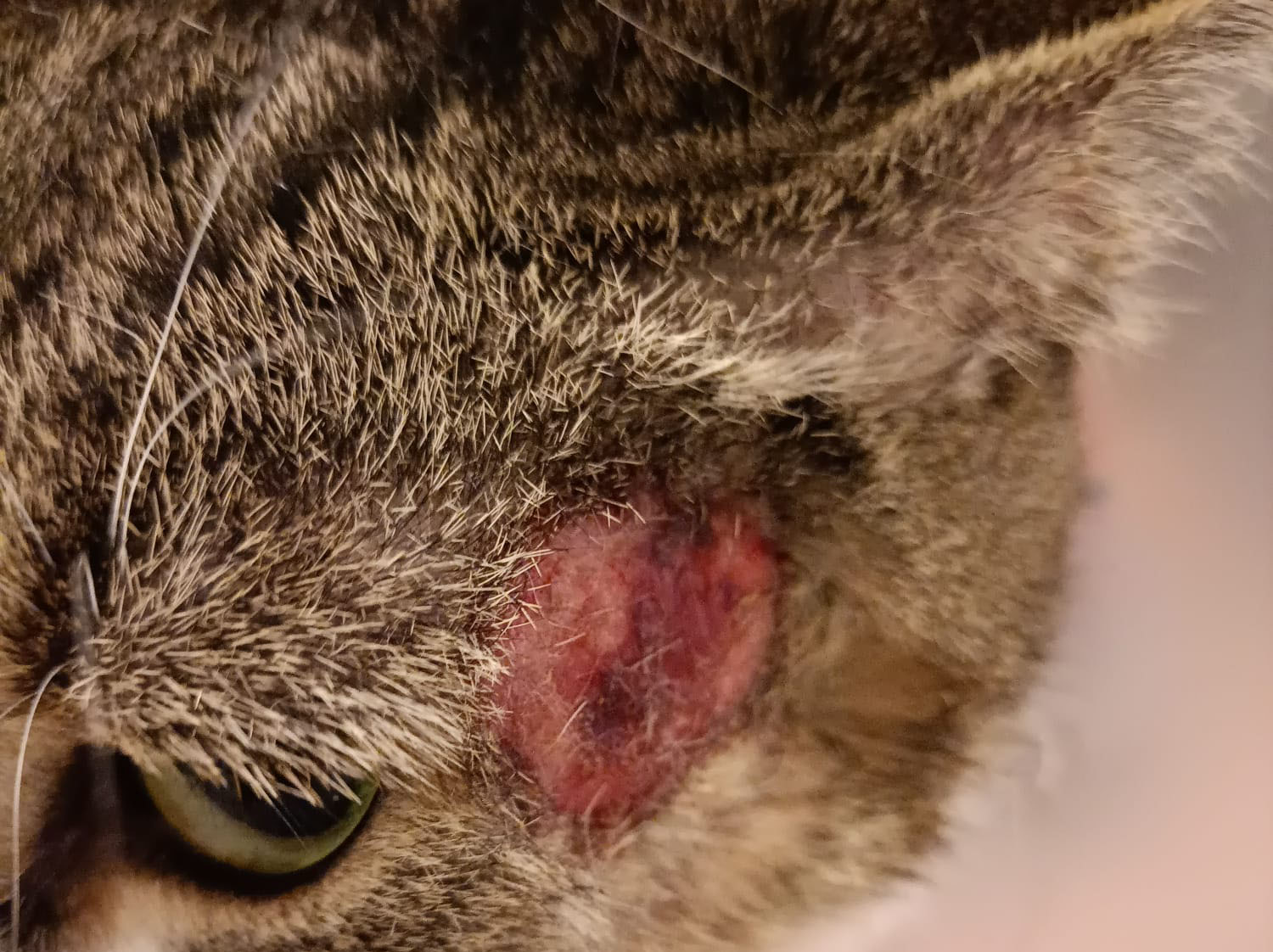 Ambulatorio San Rocco