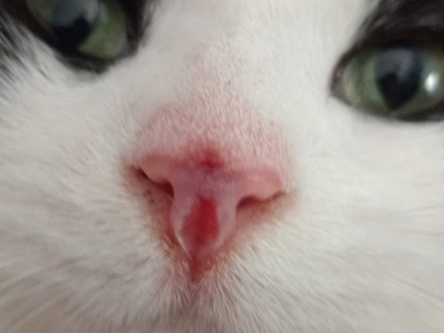 Ambulatorio San Rocco