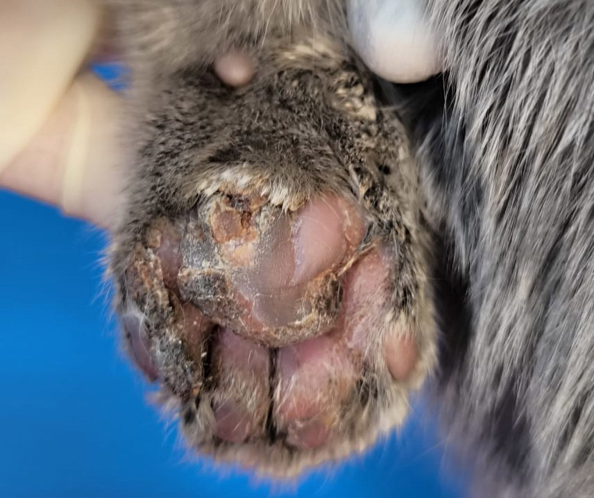 Ambulatorio San Rocco